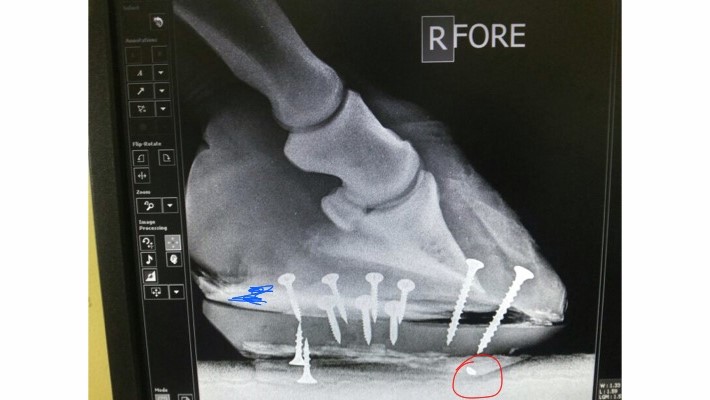EDSS Steward Clog RF.JPG