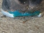 Hefner foot 5.jpg
